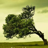 Voci Sospese - Gianni Leone (autografato dall'autore)